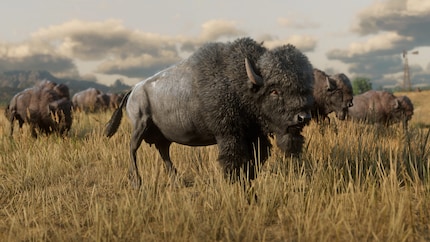 Such majestic animals take a particularly long time to moult.