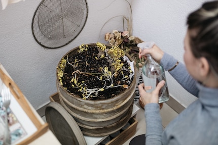 Il faut régulièrement humidifier le lombricomposteur. Les germes qui s'y trouvent ont été formés par des graines de courge jetées.