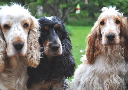 Subjective perception is not enough to truly understand animals.