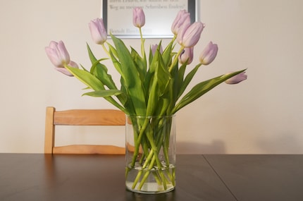 So sehen die Tulpen nach einem Tag im Zuckerwasser aus.