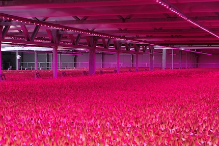 Les LED roses donnent un coup de pouce supplémentaire aux plantes.