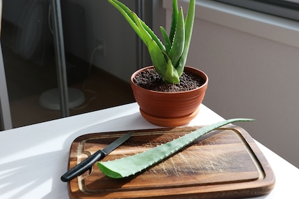 En arrière-plan vous pouvez déjà voir le deuxième (petit) plant d'aloe vera que j'ai acheté. La feuille à l'avant provient d'une plante plus grande.