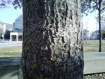 Der Fokus macht nicht, was ich will.