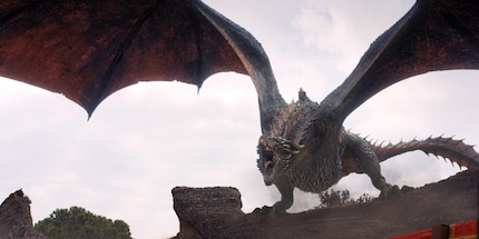 Drogon, etwa 6-7-Jährig