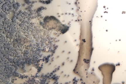 After another growth phase from the 24 to 48-hour mark, the microorganisms are completely covered with resin.