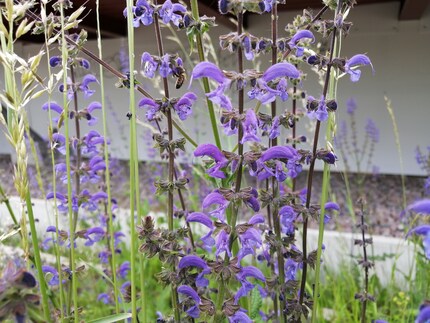 Die Automatik am Werk.