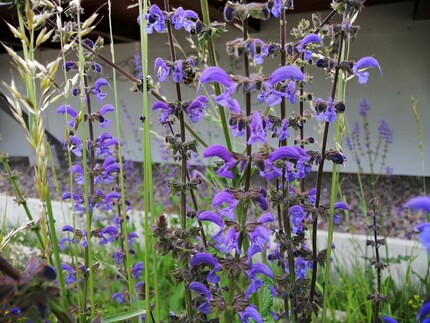 Die KI lässt die Blume grüner werden.