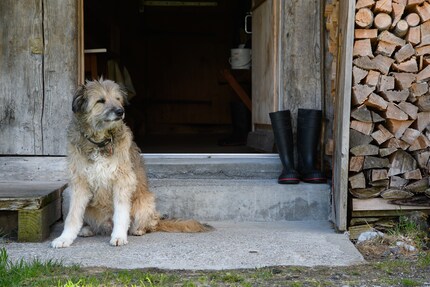 Furbo hilft beim Zusammentreiben der Kühe.