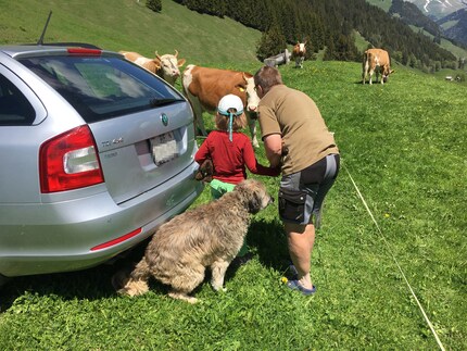 Karin stellt meiner Tochter die Kühe vor.