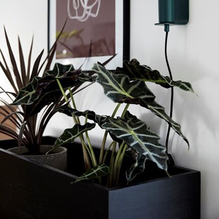 L’ordine prima di tutto: sopra le piante... Immagine: Hübsch