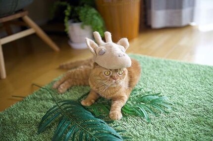 ...veri divi di Instagram. Immagini: Ryo e Hiromo Yamazki