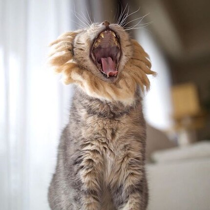 Gatto di casa o leone? Con Nukege Hats sono possibili entrambi. Immagine: Ryo e Hiromo Yamazki