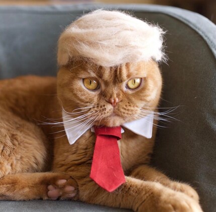 «Trump-Tube»: questa parrucca per gatti si ispira alla criniera di Donald Trump. Immagine: Ryo e Hiromo Yamazki