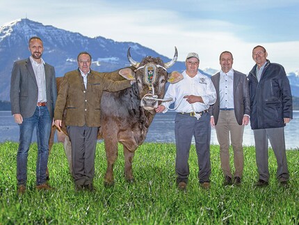 Le taureau gagnant tel qu'il est présenté sur le site