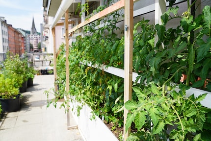 The tomatoes are watered via a drip tube.