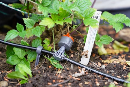 The drippers and nozzles are connected to the hose.