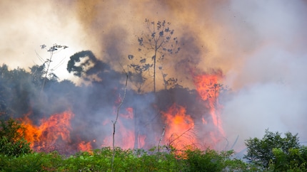 Das Flammeninferno im Amazonas-Regenwald.