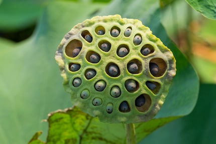 Teste si tu es toi aussi concerné, avec cette photo d'une fleur de lotus.