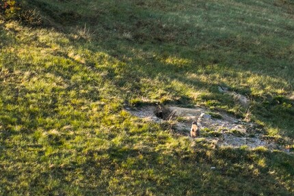 We watched the marmot. And it watched us.