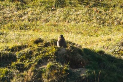 Mit Fernglas schon sehr viel deutlicher.