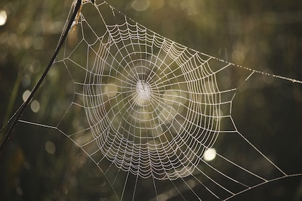 A type of parasitic wasp takes full control of small social spiders and drives them to their deaths.