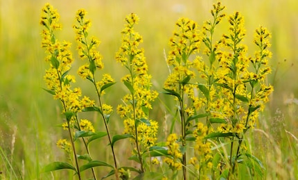Plants such as goldenrod can fall victim to manipulative bacteria.