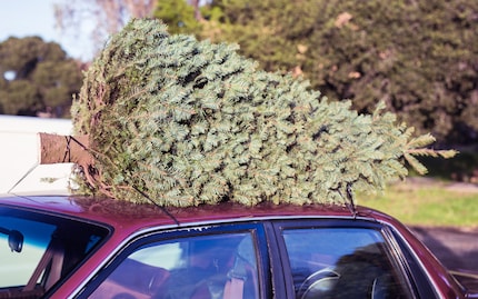 So, Ramon, hat deine Mama euren Baum nach Hause gebracht.
