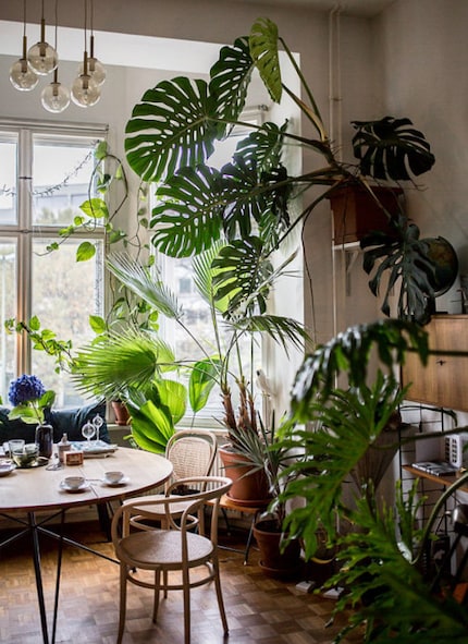 Mehr ist mehr: Auch in 2020 wünschen wir uns einen Indoor-Jungle. Bild: Herzundblut.com via Pinterest