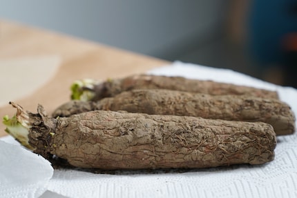 C'est ainsi que se présente la racine fraîchement cueillie chez le cultivateur.