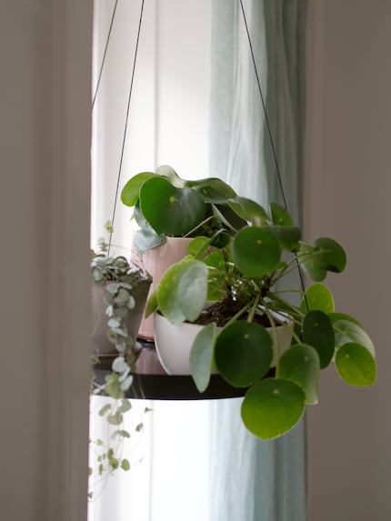 Les pots de fleurs suspendus sont les appareils mobiles modernes pour adultes.