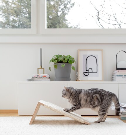 Il gatto Momo decide se affilare gli artigli al chiuso o all’aperto a seconda del tempo.