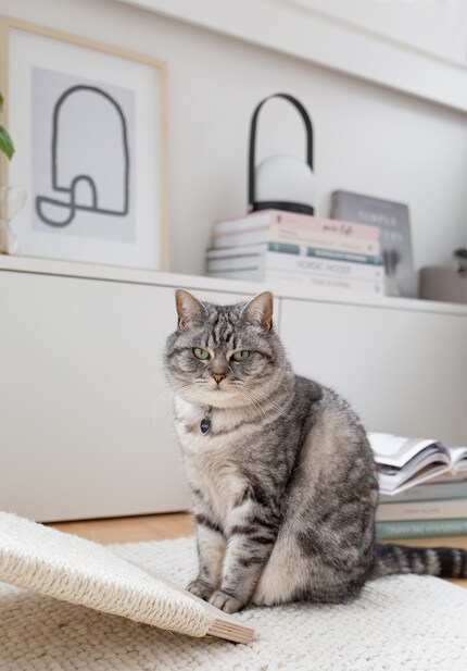 It can take a while for cats to getget used to their own furniture