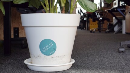 L'aglaonema apporte de l'air pur, mais malheureusement aussi des sciarides.