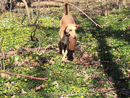 Found and retrieved the prey.