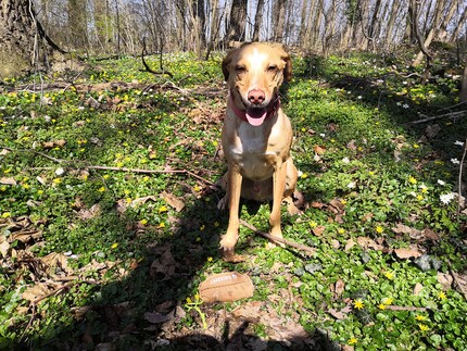 Mac retrieveing the prey dummy.
