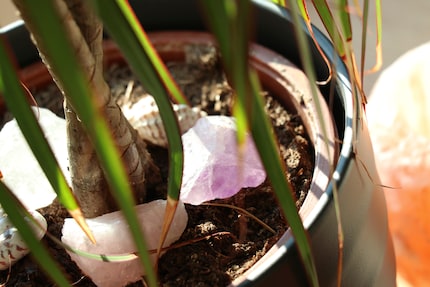 Durante le sessioni di meditazione, mi tiene compagnia questa pianta disidratata.