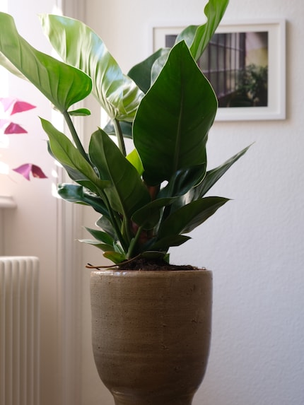 It can flourish even in small pots.