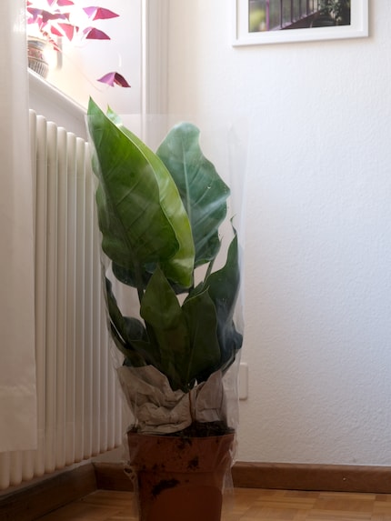 The Philodendron Imperial Green is also known as the tree lover.