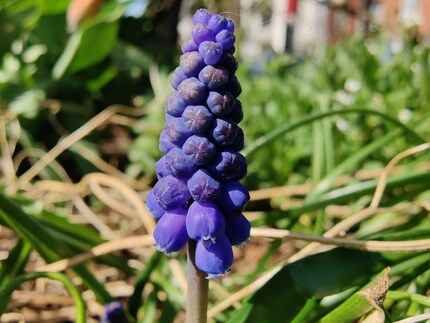 Ecco quanto posso avvicinarmi con la fotocamera macro.