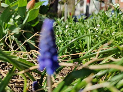 Ecco come appare la stessa immagine dalla fotocamera principale.