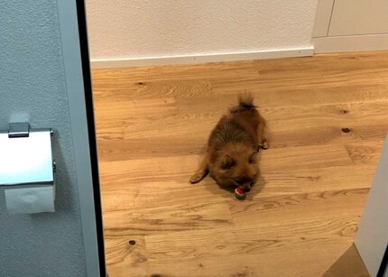 Wenn dir dein Hund sogar aufs Klo folgt, musst du handeln.