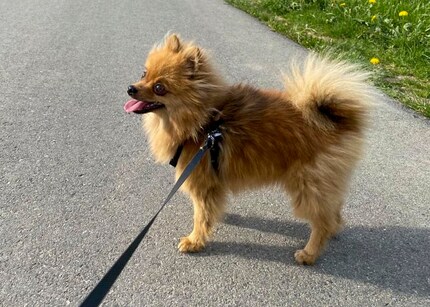 Auf einem Spaziergang kann sich dein Hund etwas auspowern. Lass ihn am Boden rumschnüffeln, das lastet seinen Kopf aus und entspannt ihn gleichzeitig.
