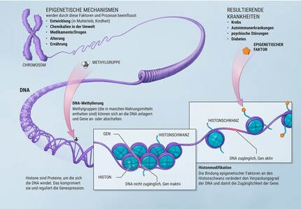 Eine Metaebene der Regulation. Wie epigenetische Veränderungen die Gesundheit beeinflussen können. Bild: © National Institutes of Health. A scientific illustration of how epigenetic mechanism can affect health, d. Bearbeitung: Spektrum der Wissenschaft (Ausschnitt)