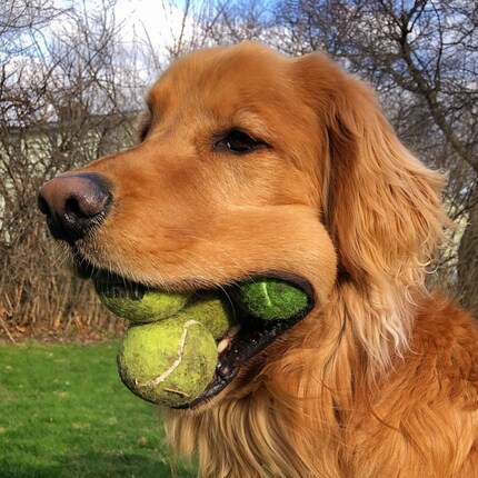 Einen schönen Hund entstellt nichts.