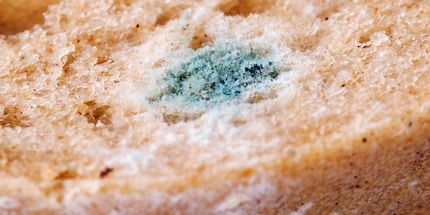 La moisissure peut être dangereuse, peu importe sur quel aliment elle se trouve. Source : GMX
