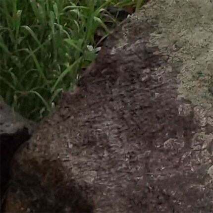 Details of the photo above, Huawei P40 Pro+ 50MP, without AI....