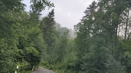 A forest as captured by the camera.