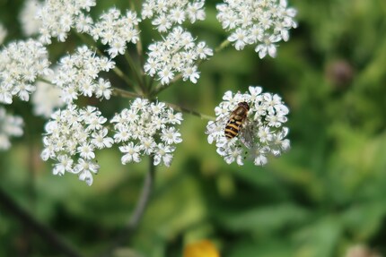 La nature dans toute sa splendeur.