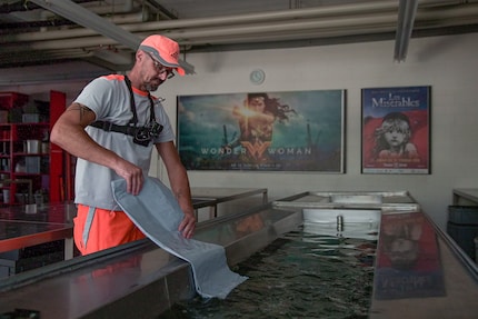 Les affiches doivent d'abord passer dans un bain d'eau avant de pouvoir être accrochées.