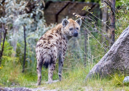 Bild: Zoo Zürich, Albert Schmidmeister